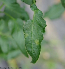 Duas jovens manchas cloroticas se desenvolvem neste folheto <b><i>Passalora fulva</i></b> (cladosporiose)