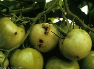 Buracos circulares e regulares estão presentes nestes frutos. Eles foram feitos por uma lagarta que foi capaz de penetrá-los. <b>Lagartas de mariposa</b>