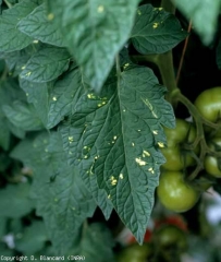 Neste caso, setores muito limitados do limbo ficam amarelados na forma de manchas de forma bastante irregular. <b>Vírus do mosaico do pepino</b> (<i>Pepino mosaic virus</i>, PeMV)