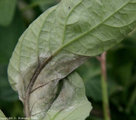 Uma discreta feltragem branca cobre mais ou menos a periferia desta grande mancha lívida. <i>Phytophthora infestans</i> (mildiou)