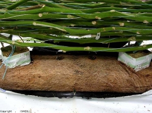 Observamos uma proliferação de raízes neste pão de uma cultura de tomate acima do solo <b><i>Agrobacterium radiobacter</i> biovar 1<i>1</i></b> (« root mat »)
