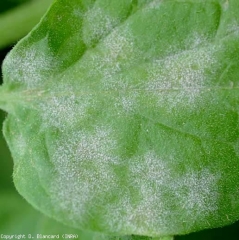 Várias colônias circulares de <i><b>Pseudoidium neolycopersici</b></i> são visíveis no limbo deste folheto de tomate, estes produzem muitas conídios espalhados principalmente pelo vento. (oídio, powdery mildew)