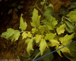 A <b>deficiência de ferro</b> está agora bem evoluída porque os folhetos assumiram uma coloração amarela intensa; note que as nervuras permanecem sempre verdes.