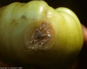 <i>Penicillium</i> também é encontrado em frutas verdes. <b><i>Penicillium</i> sp.</b> (podridão em frutas)
