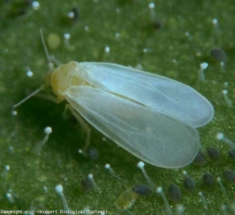 Adulto de <b><i>Trialeurodes vaporariorum</i></b> (mosca branca, whitefly)