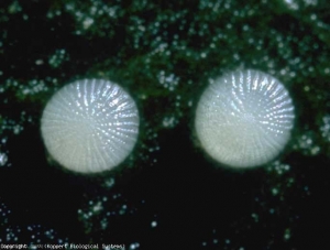 Ovos de <b><i>Chrysodeixis chalcites</i></b> (mariposa)