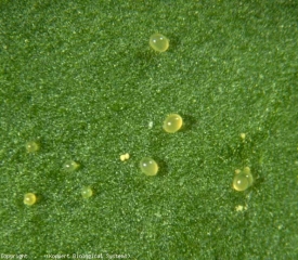 Ovos minúsculos de ácaros (<b><i>Tetranychus urticae</i></b>, ácaro tecelão, spider mite)