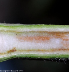 Aspecto das alterações internas do caule ligadas ao parasitismo de <b><i>Clavibacter michiganensis</i> subsp. <i>michigansensis</i></b>. (corte longitudinal, sintomas evoluídos) (cancro bacteriano)