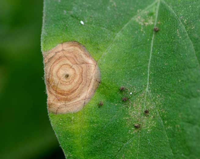 In addition to conspicuous concentric patterns, the characteristic gray mold of <i> <b> Botrytis cinerea </b> </i> begins to cover some portions of weathered tissue.