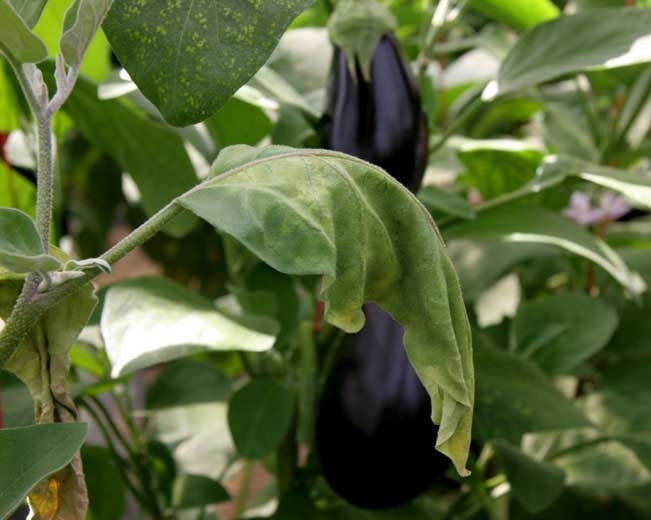 <b><i>Verticillium dahliae</i></b> (<i>Verticillium</i> wilt) on eggplant.