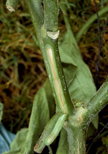 <b><i>Verticillium dahliae</i></b> (<i>Verticillium</i> wilt) on eggplant