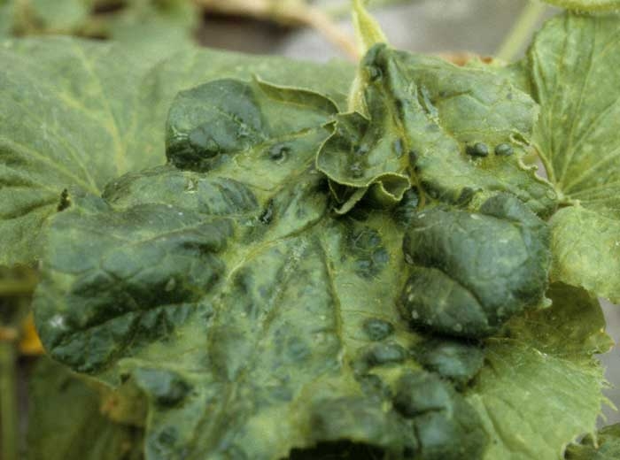 Partially blistered and deformed leaf also exhibiting an enation.  </b> Zucchini yellow mosaic virus </b> (<i> Zucchini yellow mosaic virus </i>, ZYMV)
