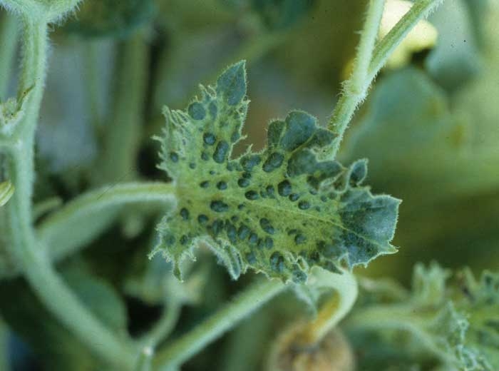 Leaf very indented and covered with very pronounced blisters.  </b> Zucchini yellow mosaic virus </b> (<i> Zucchini yellow mosaic virus </i>, ZYMV).