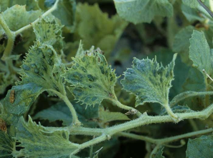 Twigs bearing several very deformed, blistered and serrated leaves.  </b> Zucchini yellow mosaic virus </b> (<i> Zucchini yellow mosaic virus </i>, ZYMV)
