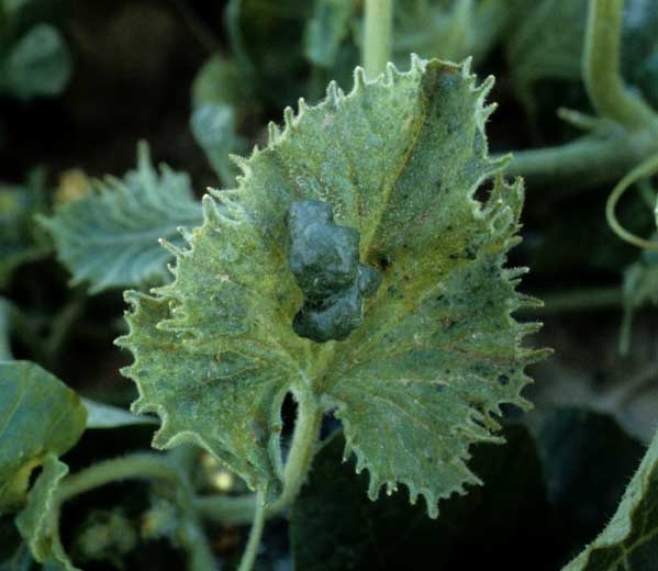 Very serrated leaf on which is also observed a large blister.  </b> Zucchini yellow mosaic virus </b> (<i> Zucchini yellow mosaic virus </i>, ZYMV).
