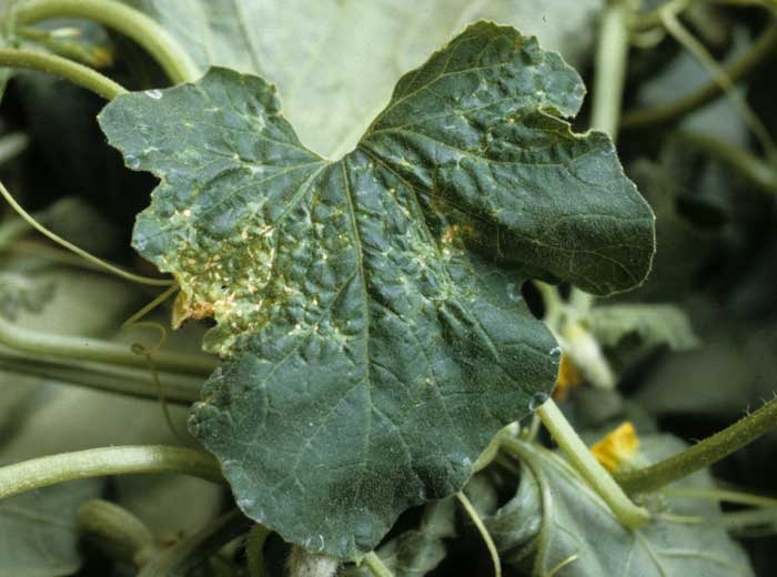 This melon leaf was burnt locally following treatment;  the necrotic lesions formed are at the origin of the deformation of the limbus.  <b> Phytotoxicity </b>