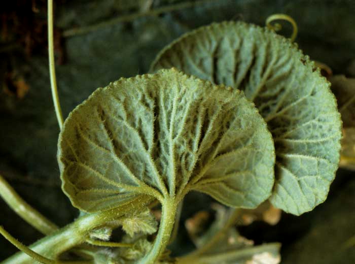 The periphery of the blade of this melon leaf is serrated, the ramifications of the veins form more "acute" angles.  <b> Phytotoxicity </b>