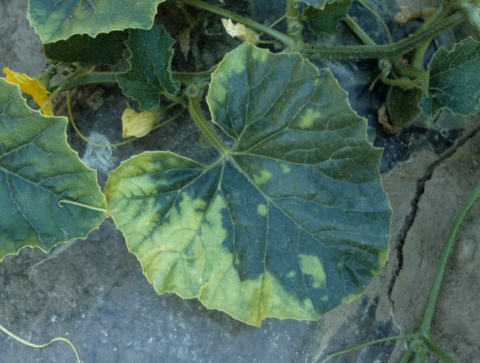Homogeneous interveinal yellowing of part of a leaf.  <b> Phytotoxicity </b>