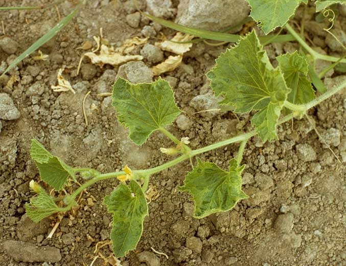 The leaves of this melon twig are mosaicked and slightly deformed.  <b> Watermelon mosaic virus </b> (<i> Watermelon mosaic virus </i>, WMV)