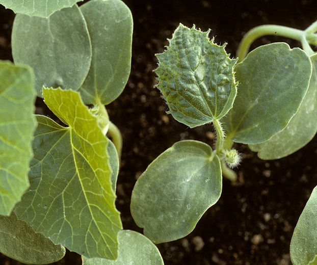 The first leaf of this melon seedling shows a marked banding vein.  The lamina is also deformed, more cut at the periphery and blistered. <b> Squash mosaic virus </b> (<i> Squash mosaic virus </i>, SqMV)