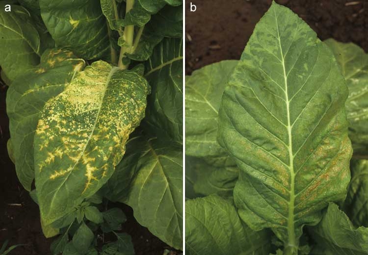 Tobacco Mosaic Virus (TMV) In Cannabis Plants: Symptoms And, 43% OFF