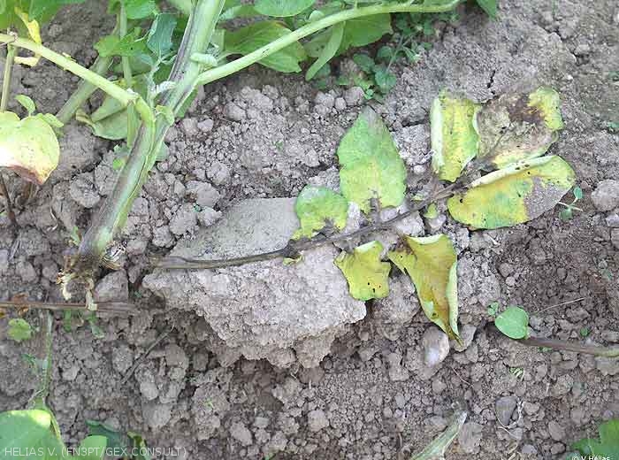 potato root rot
