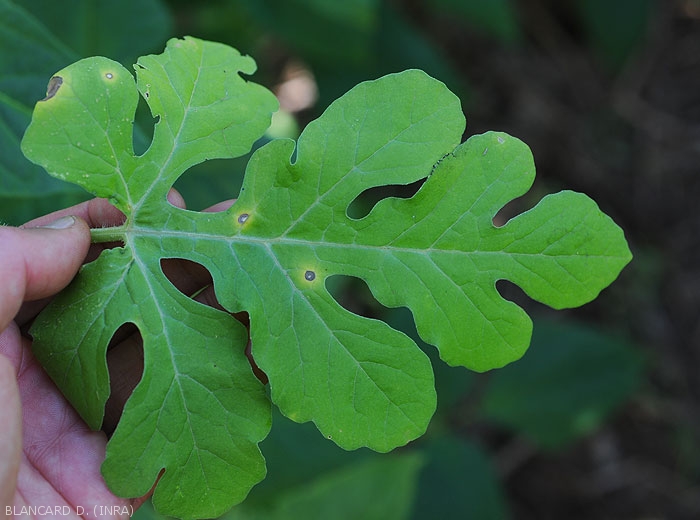 A few Sigatoka spots are clearly visible on this watermelon leaf.  Note their well-marked yellow halo.  <i>Cercospora citrullina</i>
