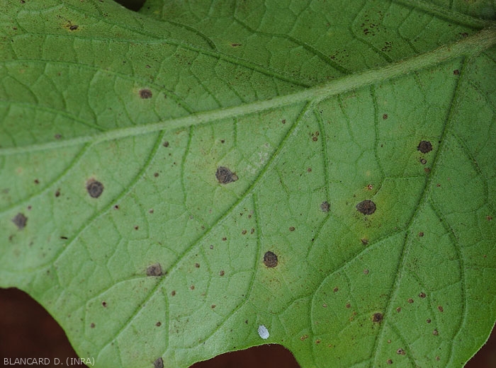Detail of young necrotic spots on the underside of an eggplant leaf.  <i>Cercospora</i> sp. 