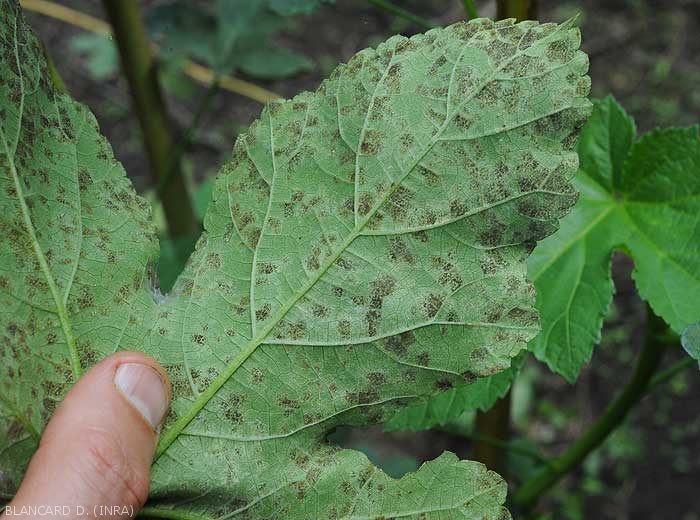 Sigatoka spots on okra leaf studied on the underside of the leaf blade.  Note the presence of a blackish mould.  <i>Cercospora</i> sp. 
