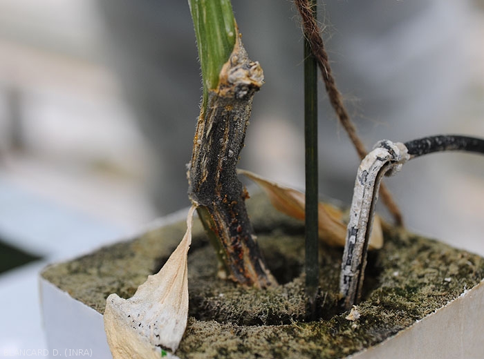 Canker evolved over several centimeters at the lower part of the stem of this cucumber plant.  It is completely covered with many tiny black globular structures, the fruiting bodies of <i>Didymella bryoniae</i>.  (gummy stem cankers)