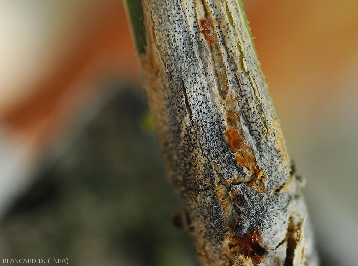 Detail of tiny black globular structures, fruiting bodies of <i>Didymella bryoniae</i>, but also gummy exudates.  (gummy stem cankers)