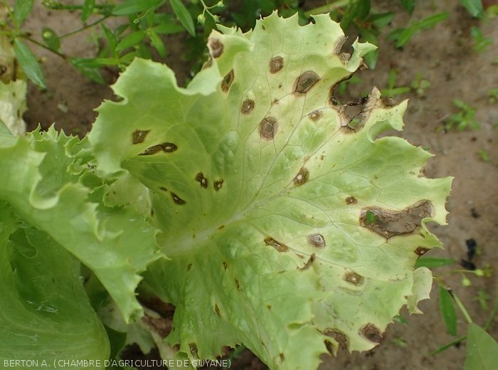 Sigatoka spots on the upper side of the leaf blade of a lettuce;  note their lighter center, and concentric patterns.  <b><i>Cercospora longissima</i></b> (<i>cercospora</i> leaf spot)