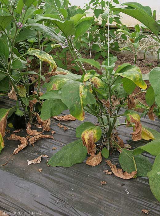 Several lower leaves of this eggplant plant show discoloured, chlorotic or even necrotic sectors of the lower leaf blades.  <b><i>Verticillium dalhiae</i></b> (verticillium wilt, <i>Verticillium</i> wilt)