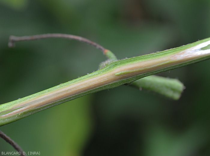 A longitudinal section of the eggplant stem reveals grayish to slightly brown vessels.  <b><i>Verticillium dahliae</i></b> (verticillium wilt, <i>Verticillium</i> wilt).