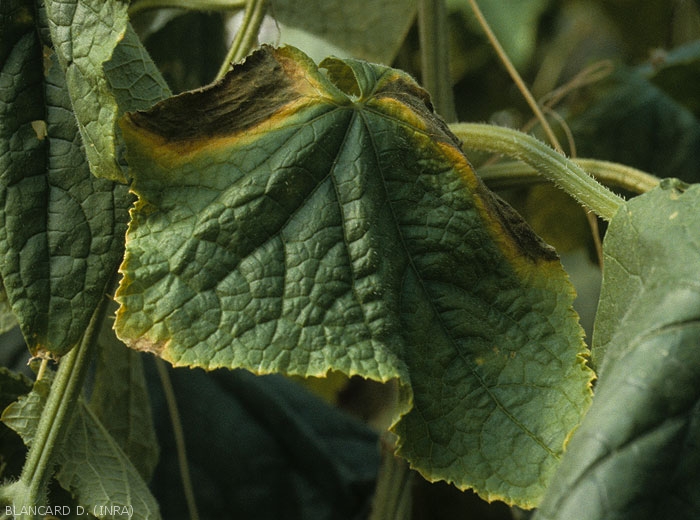 Two large dark circular spots, surrounded by a yellow halo, at the edge of the blade of a cucumber leaf.  <b><i>Didymella bryoniae</i></b> (gummy stem cankers)