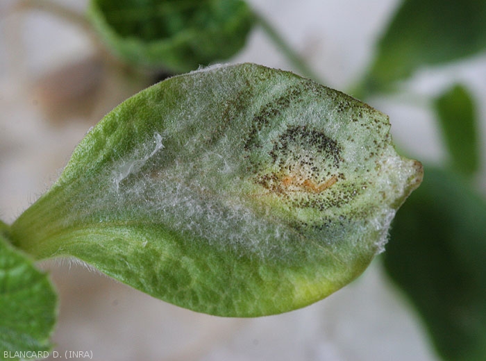 On this squash cotyledon invaded by <i><b>Didymella bryoniae</b></i>, the fungus has produced mycelium and globular structures: its fruiting bodies.  (black rot)