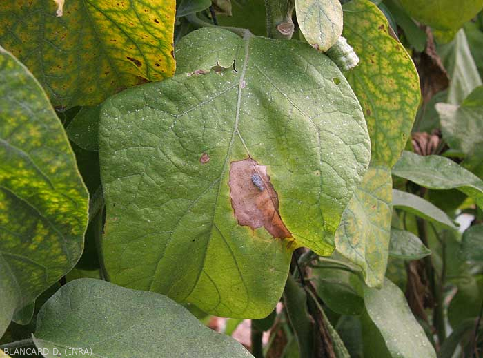 A reddish-brown lesion progressively invades this leaf from a clearly visible nutrient base near a vein. It is well defined and a little darker at the periphery. Note that the surrounding leaf blade is more or less chlorotic. <i><b>Botrytis cinerea</b></i> (gray mold)