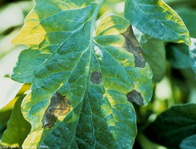 02 	Spots with small brown areas, consisting of concentric rings, giving them the appearance of a target. Alternaria tomatophila (early blight) 