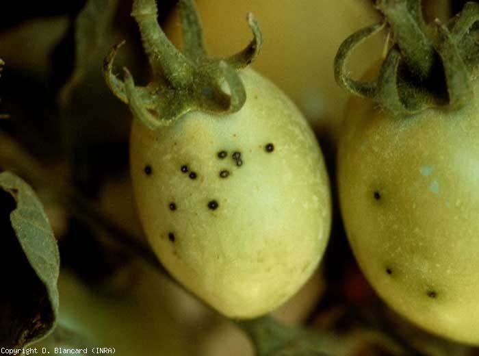 Several small black spots, comparable to the frass of flies, dot these young green tomatoes.  <b> <i> Pseudomonas syringae </i> pv.  <i>tomato</i> </b> (speckle, bacterial speck)