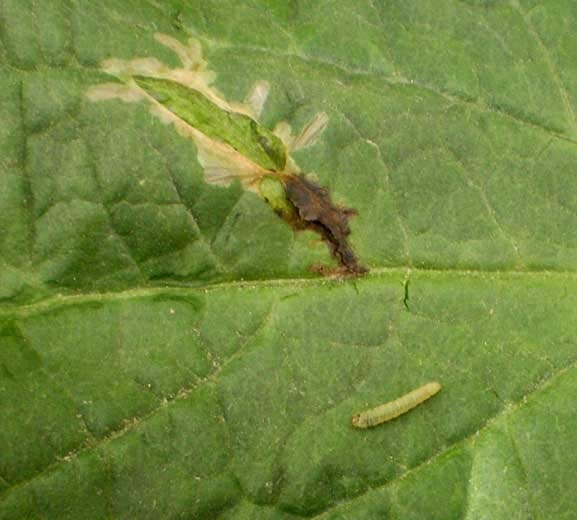 Damage of a <b> <i> Tuta absoluta </i> </b> larva on the leaflet.