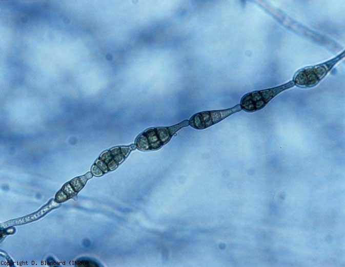 <i> <b> Alternaria alternata </b> </i> spores are produced in long chains at the end of conidiophores (<i> longicatenatae </i>).  The conidia are brownish, multicellular and have a relatively short appendage (black mold rot, black mold rot).