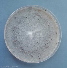 La colonie mycélienne d'<b><i>Eutypa lata</i></b> présente d'abord une coloration blanche. En vieillissant, celle-ci devient grisâtre et des pycnides noires apparaissent en surface.