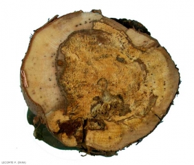 The central part of this transversely cut vine is particularly degraded by a white "rot", the color of which can also be yellow, or even very light brown.  This is the "tinder wood" symptom.  (<b> esca </b>)
