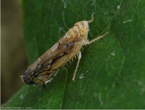 Appearance of an adult stage of <b> <i> Scaphoideus titanus </i> </b> 