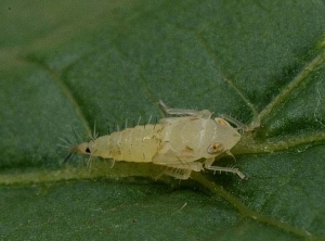 Appearance of L4 larval stage of <i> <b> Scaphoideus titanus </b> </i>