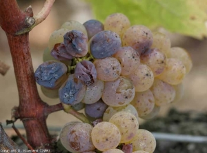 Noble rot on Sauvignon 5 grape