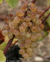 Noble rot on Semillion 10 grape