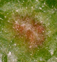 Phylloxera_Vigne1