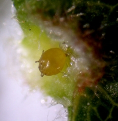 Detail of a <i> Daktulosphaira vitifoliae </i> larva in a developing gall.  (phylloxera)
