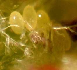 Detail of the eggs present in a phylloxera gall.  <i> Daktulosphaira vitifoliae </i>